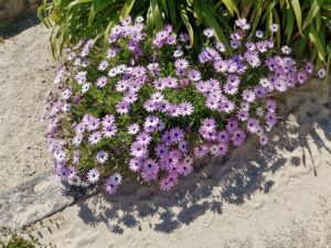 Aster