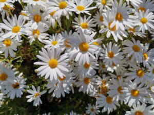 Aster