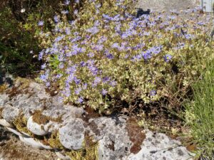 Aster