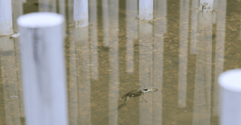 Grenouille dans le point d'eau (photo de Tec Tec Paysage - Chaumont sur Loire 9 Eden)