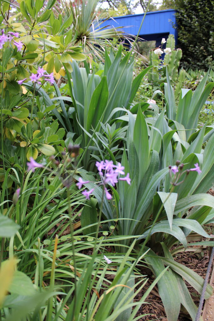 Palette végétale exotique photo tectecpaysage chaumont13 carte verte à Jacqueline Osty