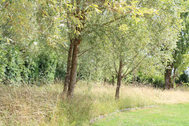 gestion différenciée (fauche tardive) bordure en branche