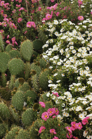 ciste et cactus