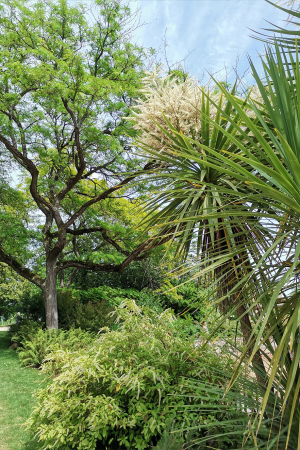 cordyline australis et ambiance champêtre