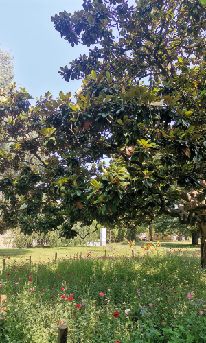 magnolia et prairie fleurie